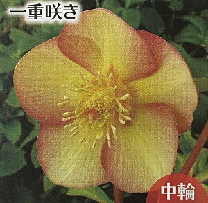 アシュード ララオレンジ