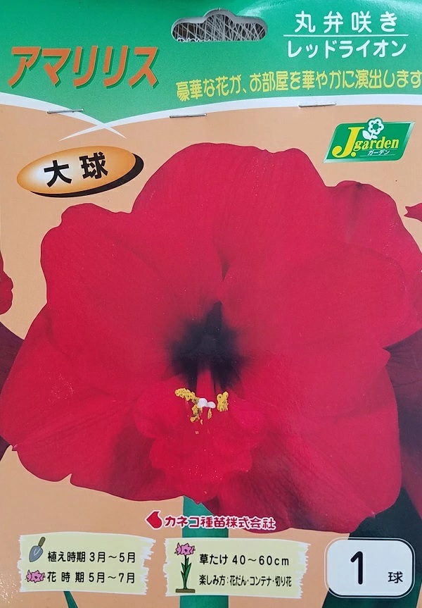 アマリリス 丸弁咲き レッドライオン