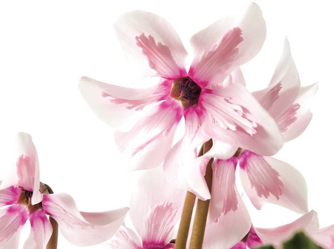 シクラメン ペチコート ライトウィズアイ1