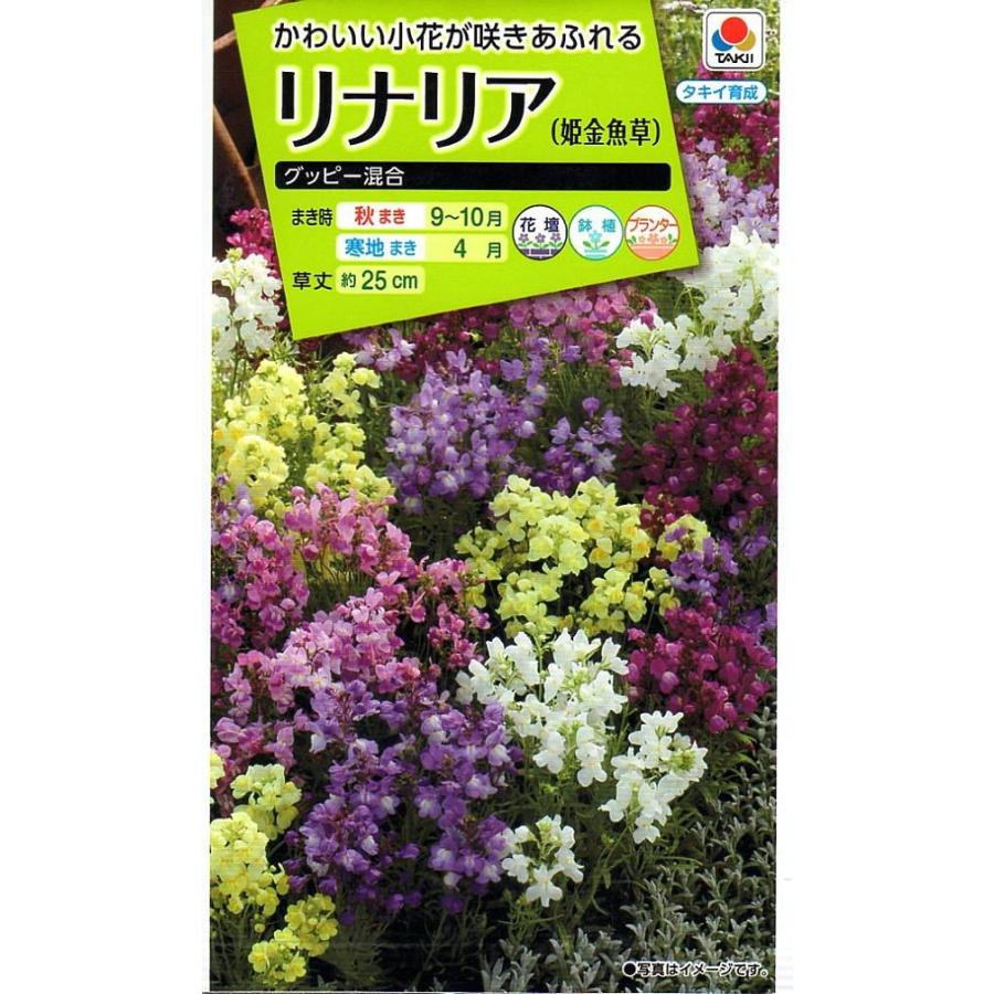 リナリア（姫金魚草） グッピー混合