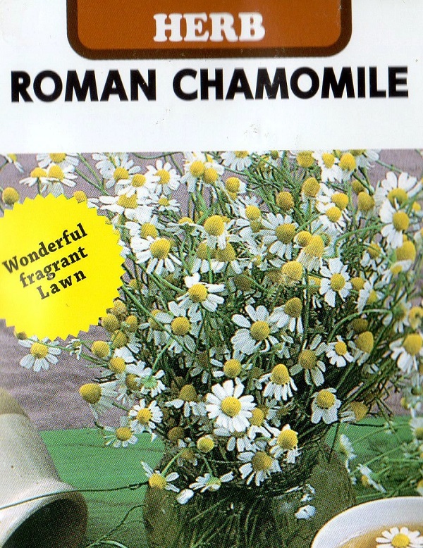 ローマンカモミール
