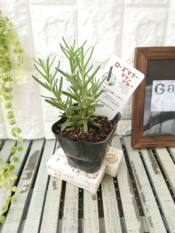 ローズマリーマリンブルー