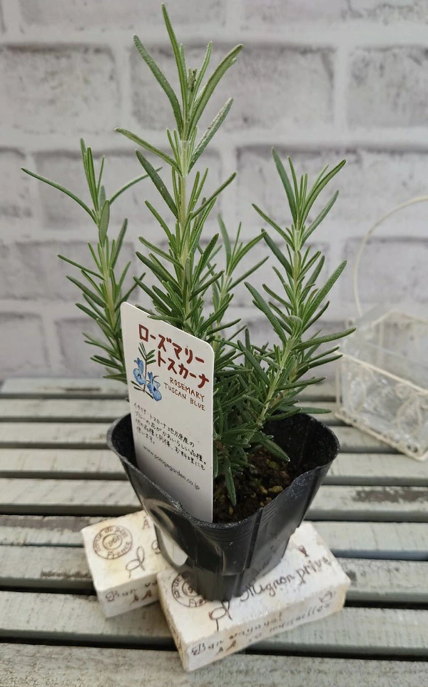 ローズマリートスカーナ