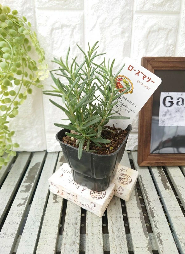 ローズマリー