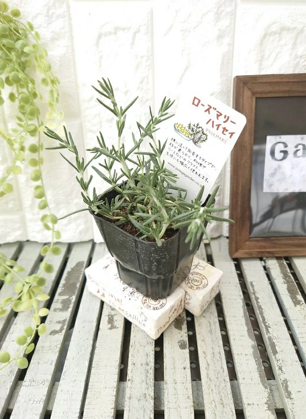 ローズマリーハイセイ