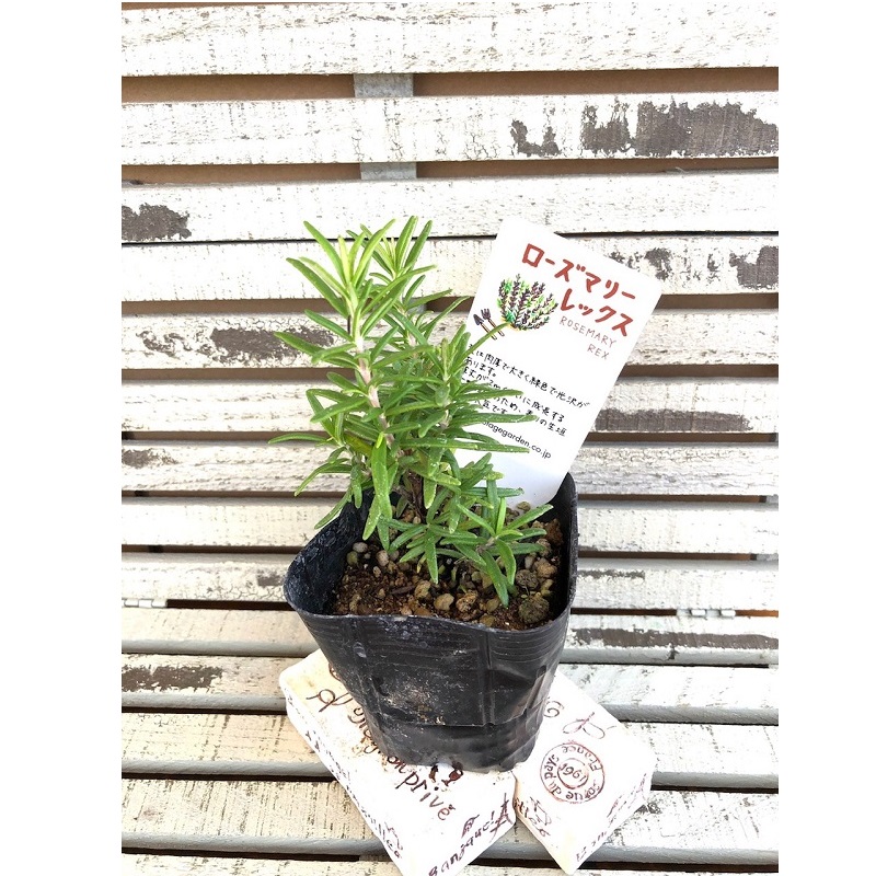 ローズマリーレックス