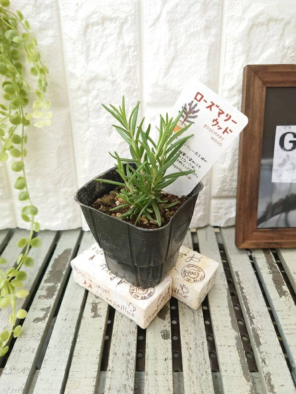 ローズマリーウッド