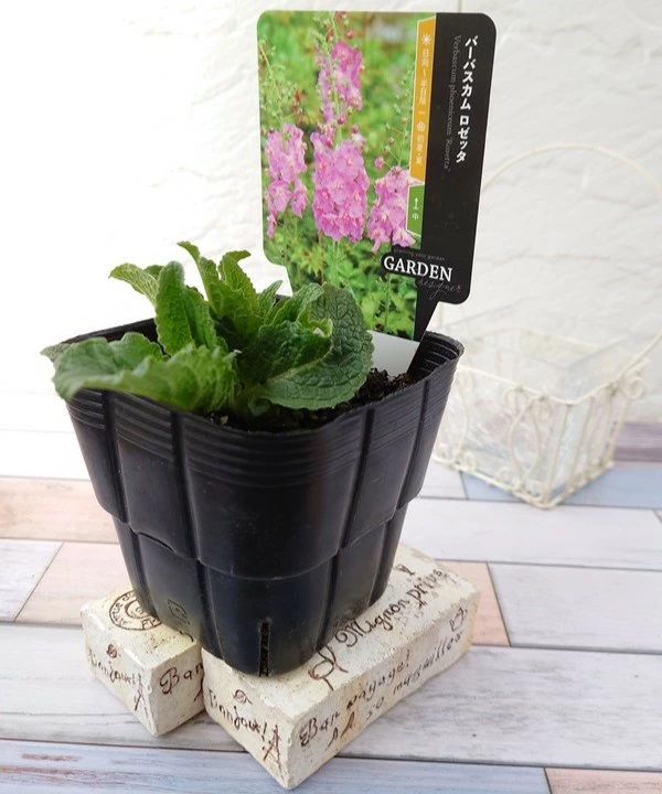 バーバスカム ロゼッタ