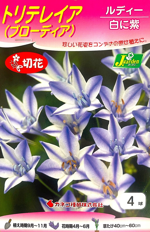 トリテレイア ルディー