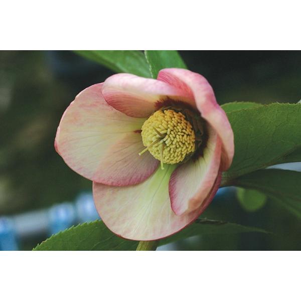 クリスマスローズ アプリコット シングル（杏一重）