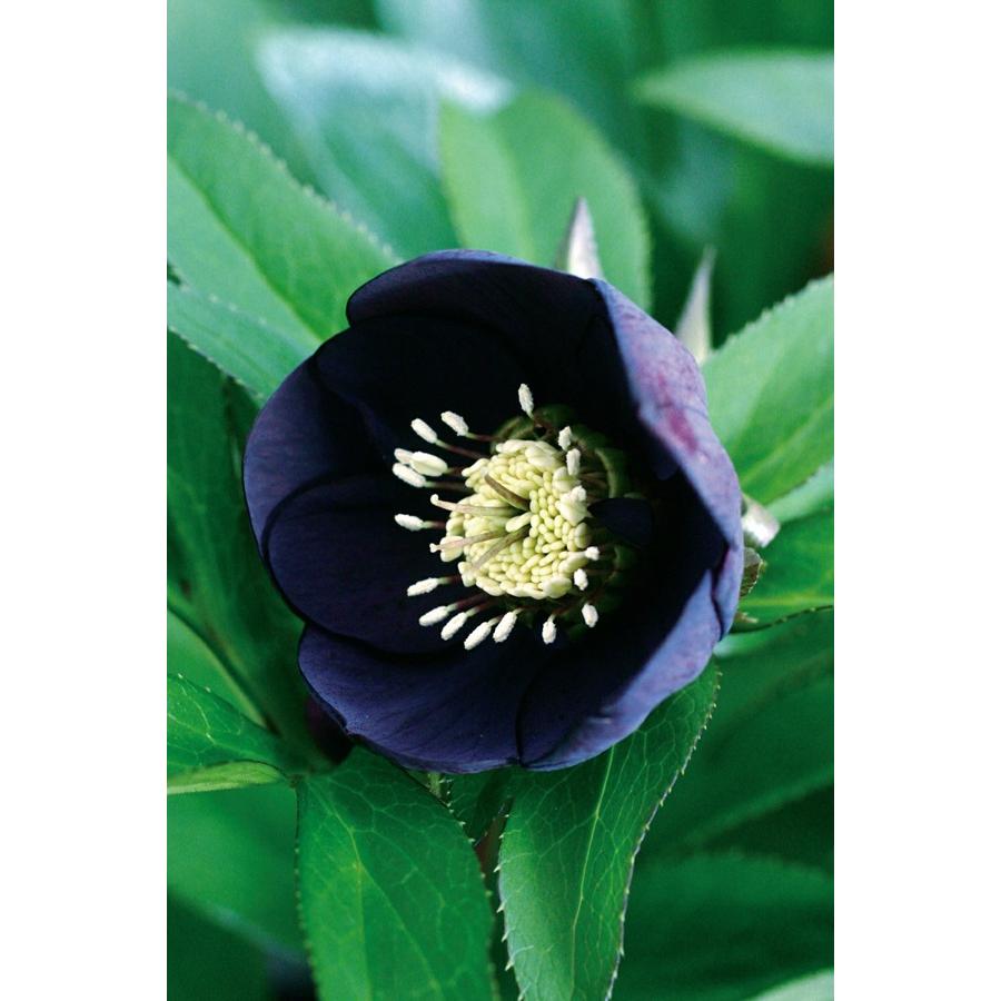 花苗 オリエンタリスハイブリッド苗 クリスマスローズ ブラック