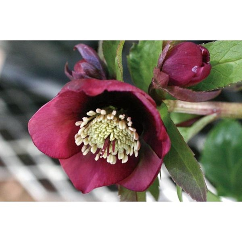 クリスマスローズ インディアンレッド シングル （赤一重）