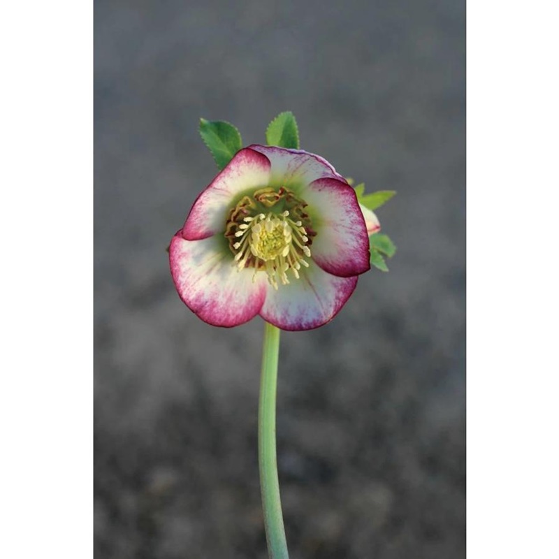 花苗 オリエンタリスハイブリッド苗 クリスマスローズ ピコティ