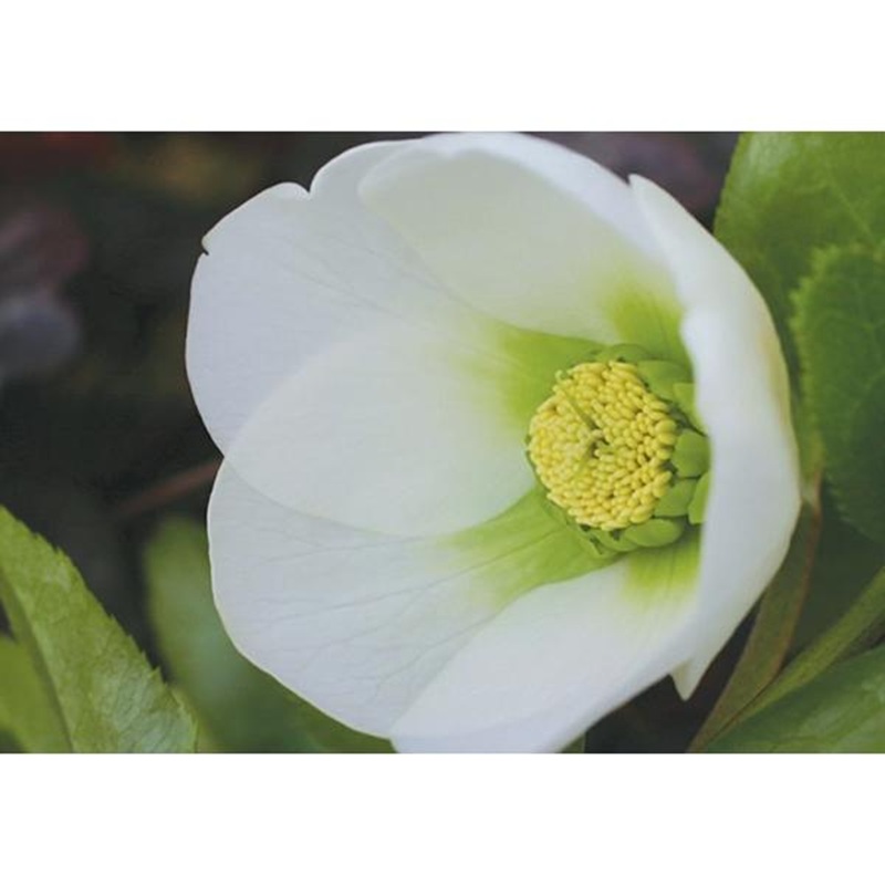 クリスマスローズ ビューティーホワイト シングル （白一重）