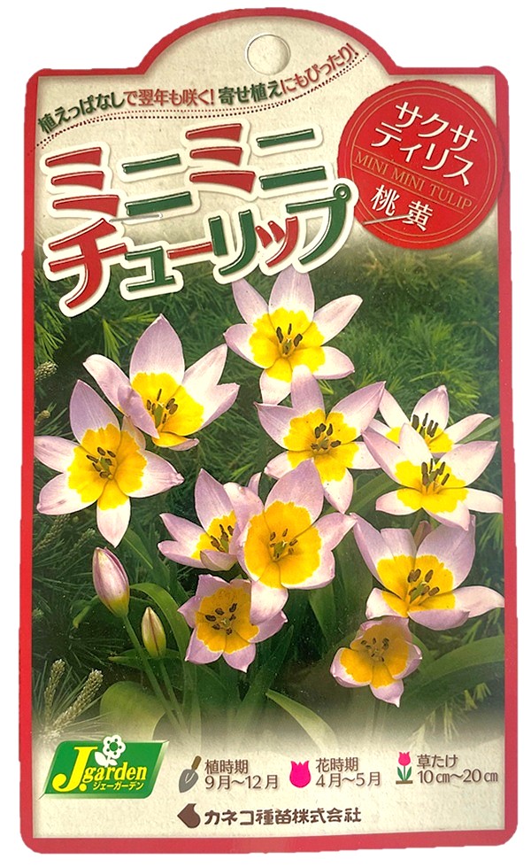 ミニミニチューリップ サクサティリス