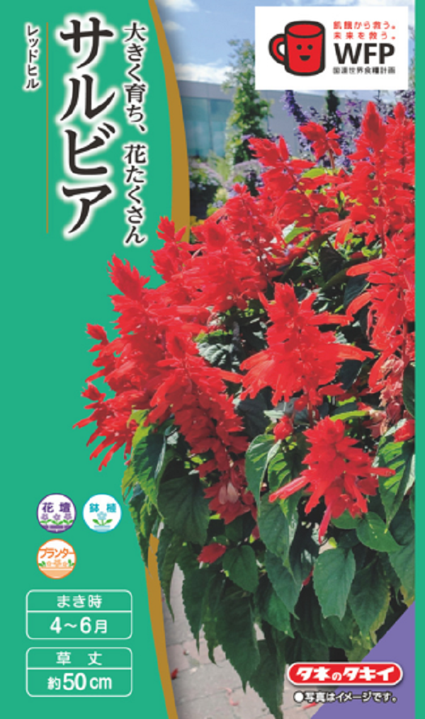 サルビア レッドヒル