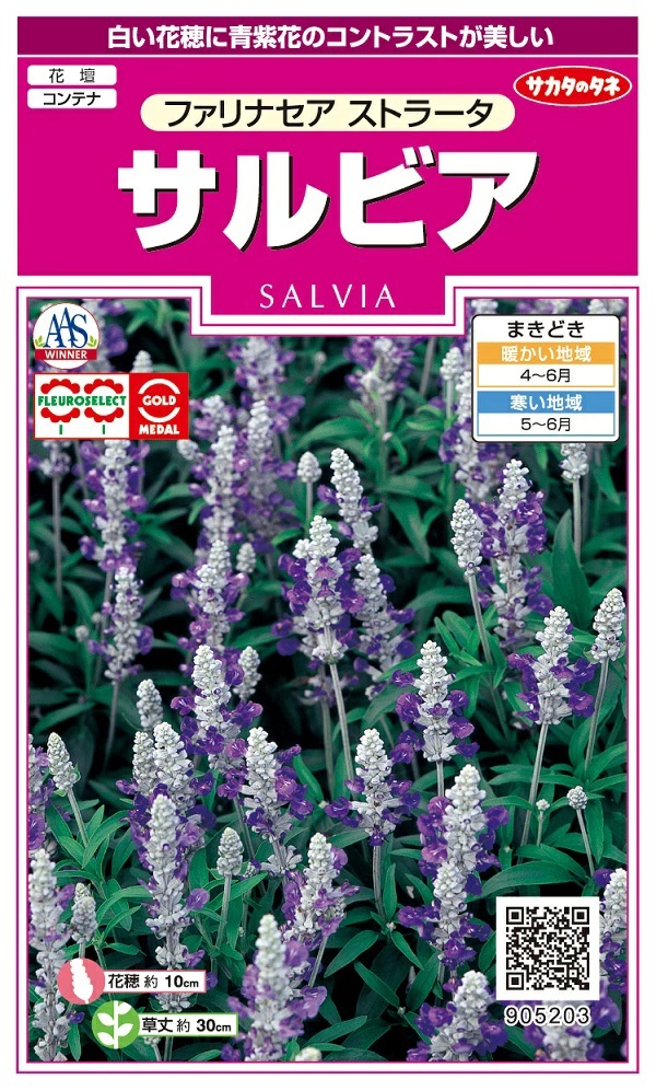 サルビア　ファリナセア ストラータ