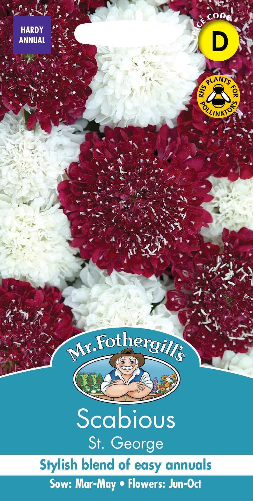 スカビオサ・セント・ジョージ