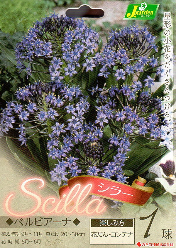 シラーペルビアーナ