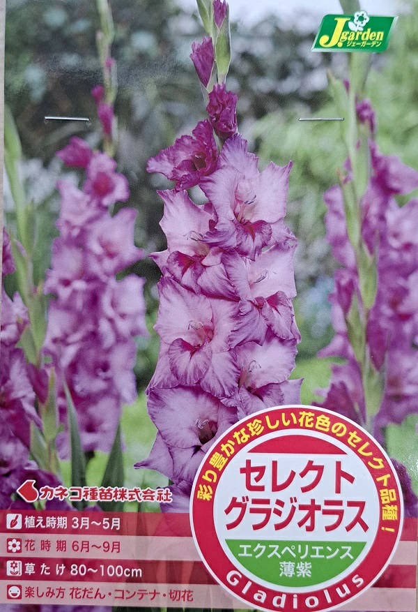 セレクト グラジオラス エクスペリエンス 5球入