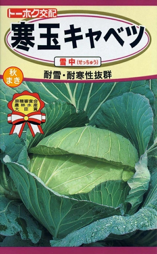 キャベツ　雪中