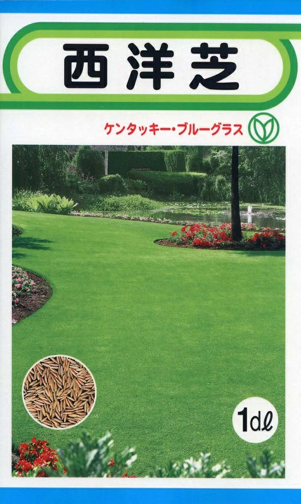 西洋芝ケンタッキーブルーグラス