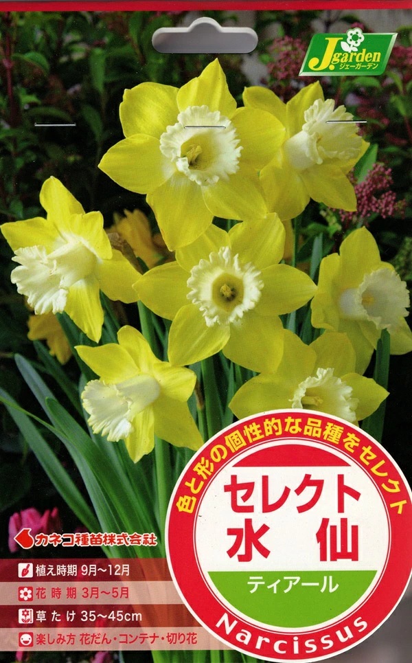 水仙　ティアール
