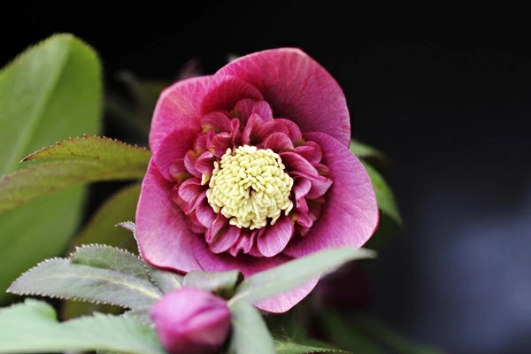 クリスマスローズ インディアンレッド セミダブル （赤半八重）