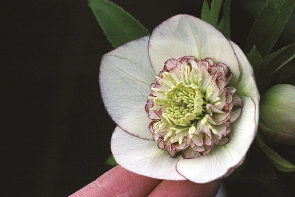 メビウス（フラッシュほんのりピコティ）×レッドモーリーメビウスクリスマスローズ苗 メビウス（フラッシュほんのりピコティ）×レッドモーリーメビウス