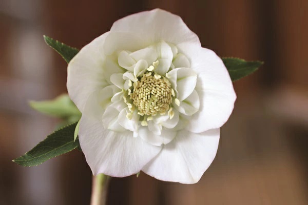 クリスマスローズセミダブルホワイト