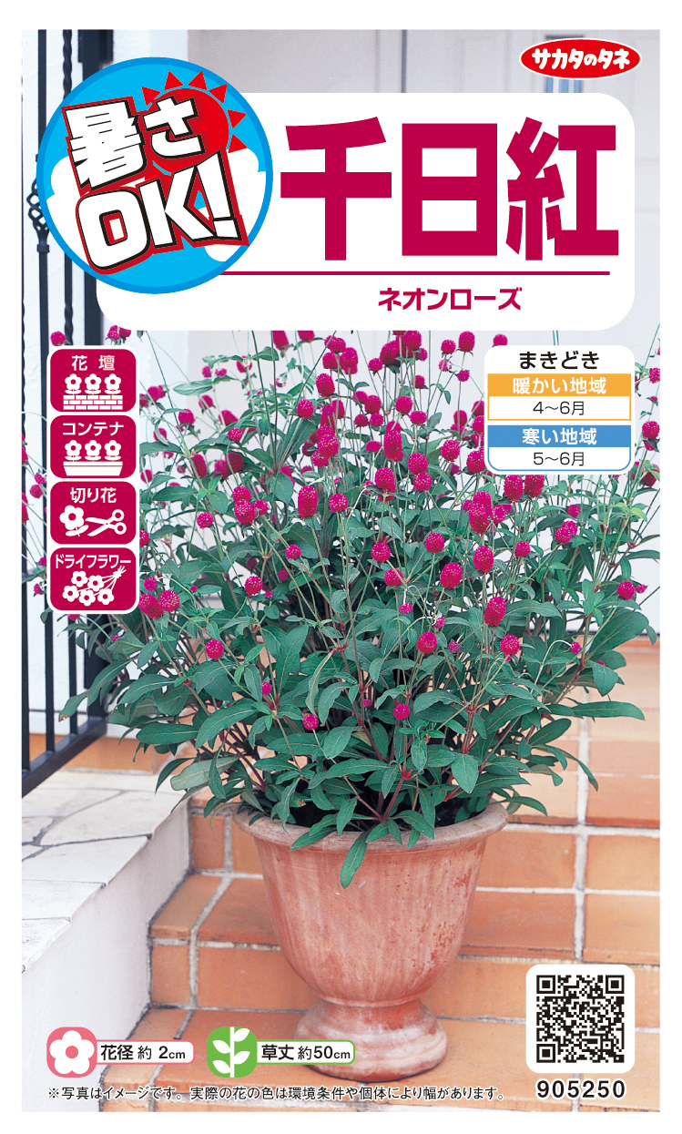 千日紅ネオンローズ