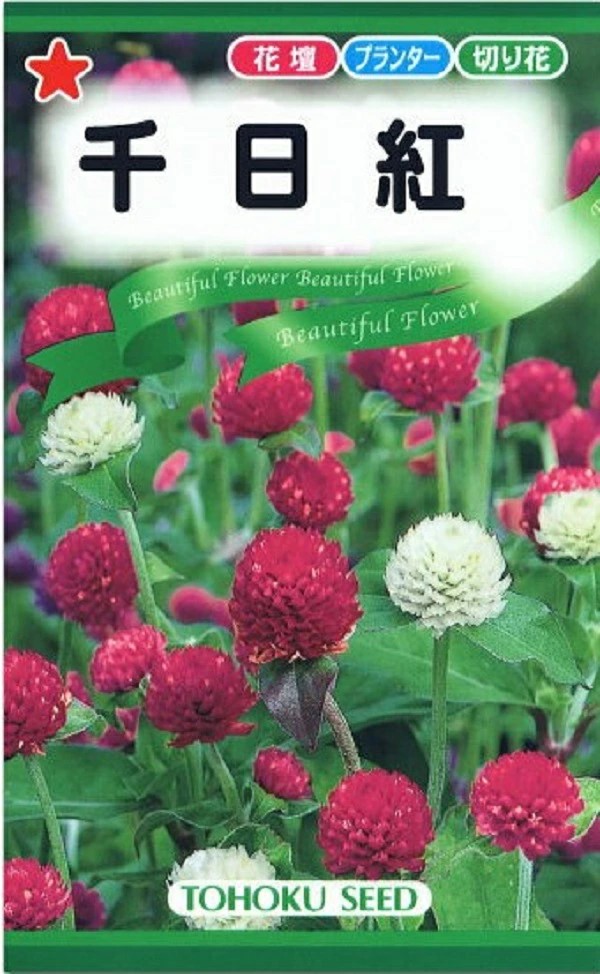 トーホク千日紅