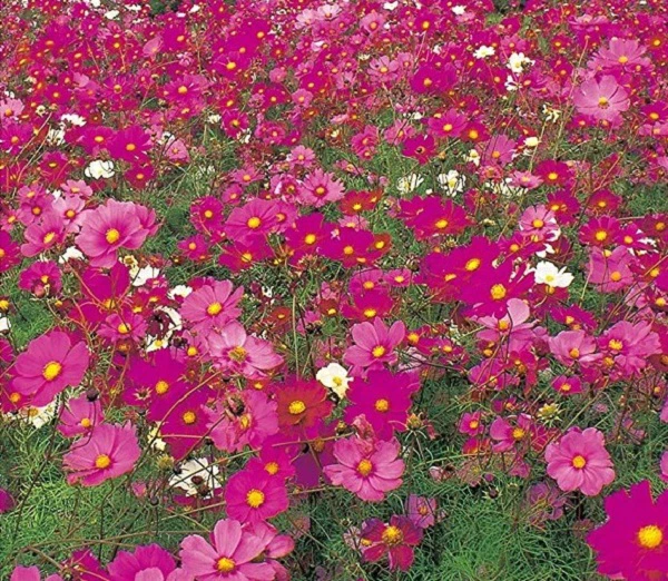 コスモスセンセイション