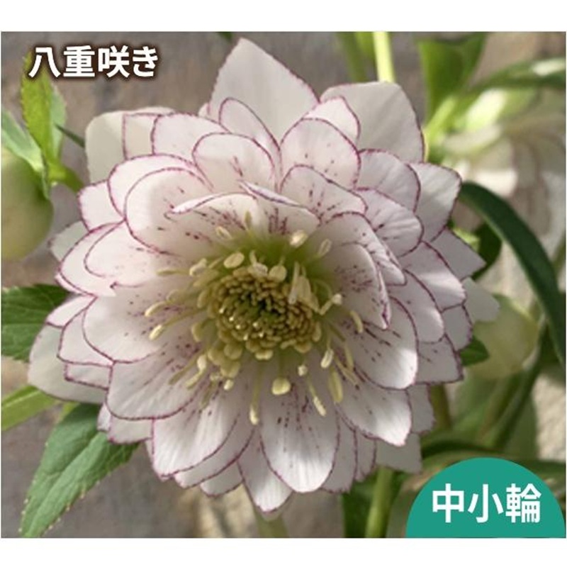 花苗 ミヨシのクリスマスローズ しずく小鞠 9cmポット 1苗