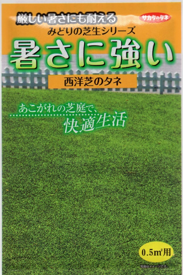 暑さに強い西洋芝