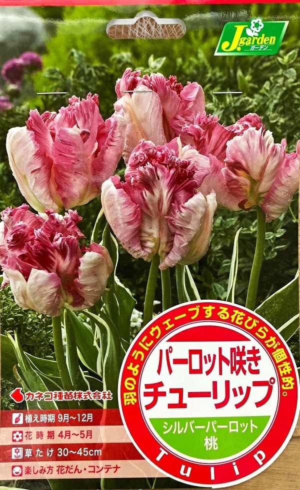 パーロット咲きチューリップ シルバーパーロット