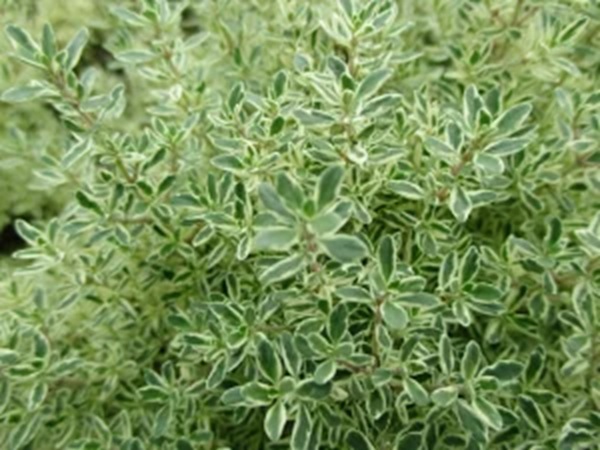 シルバータイム