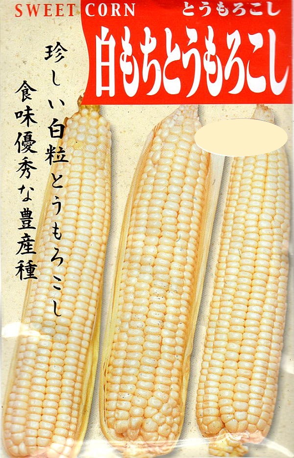 白もちとうもろこし