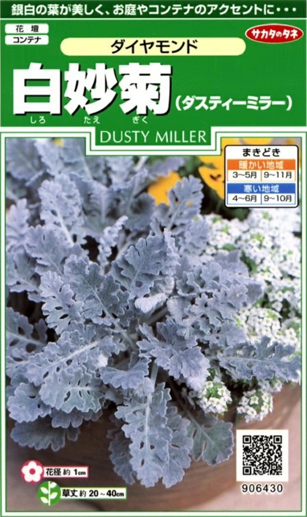 白妙菊　ダイヤモンド