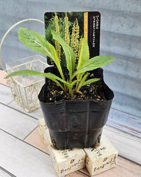 バーバスカム シックスティーンキャンドルズ