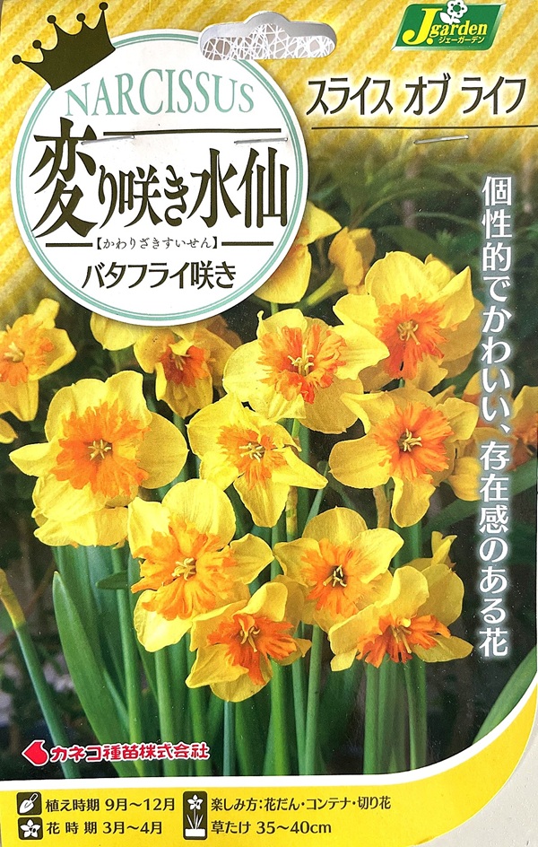 変り咲き水仙 スライスオブライフ