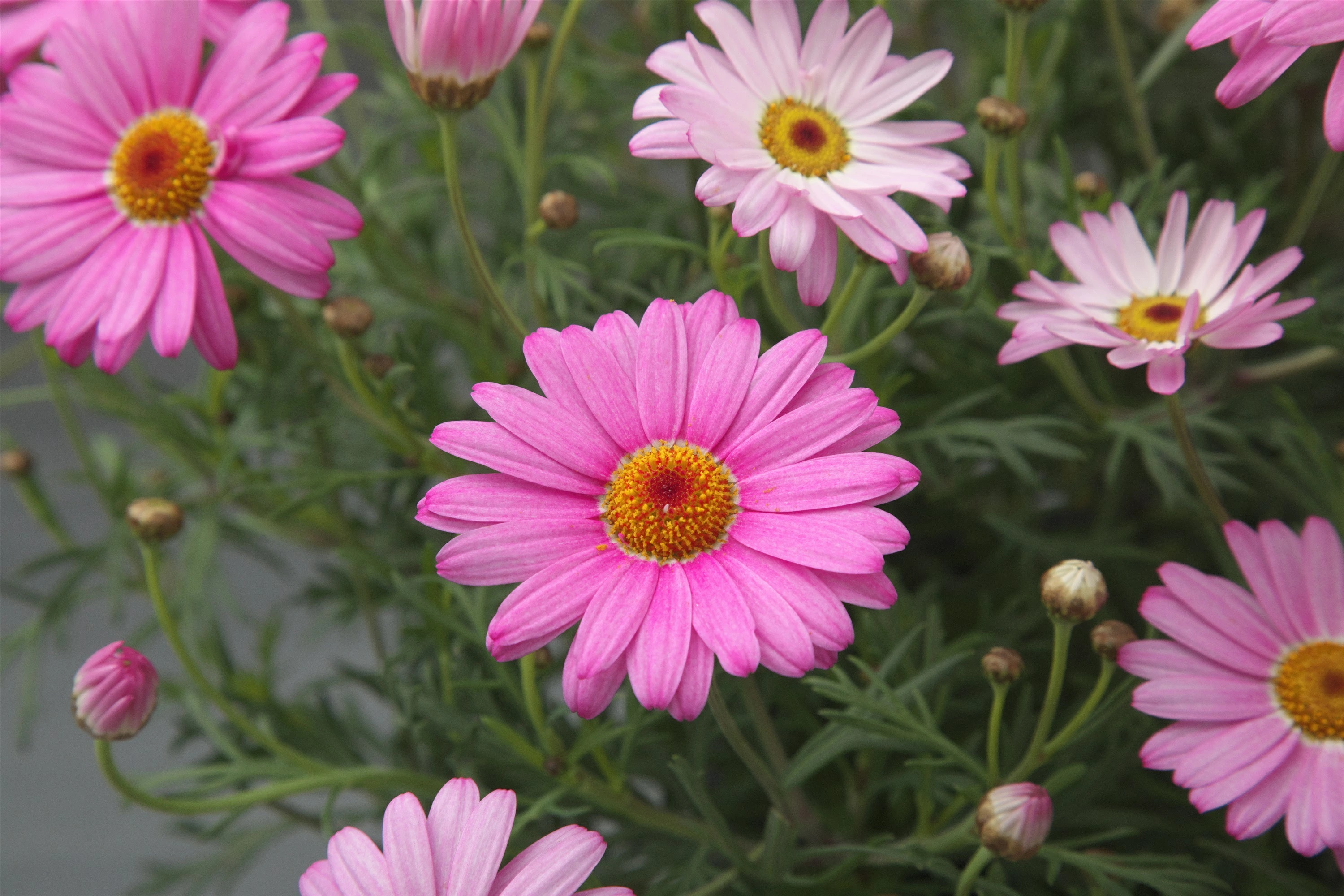 マーガレット　クラシックローズ