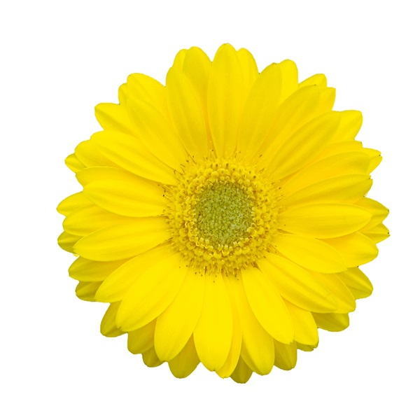 宿根ガーベラ　スイートスマイル