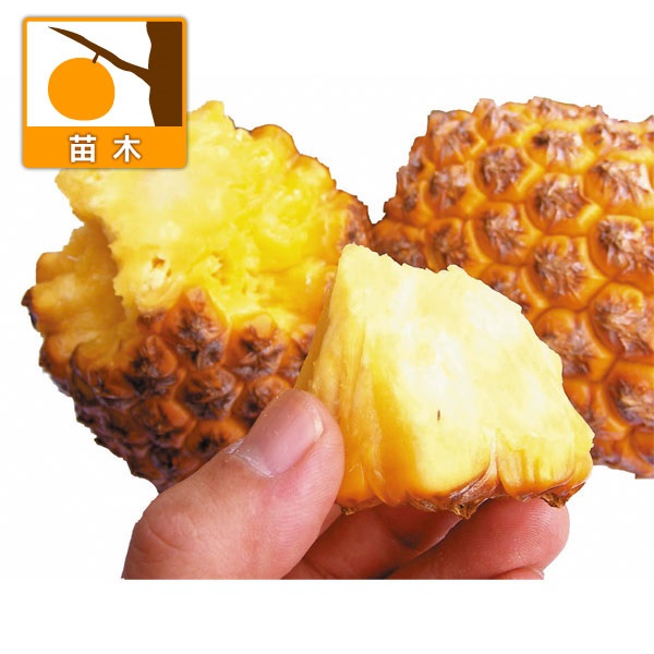 スナックパイン