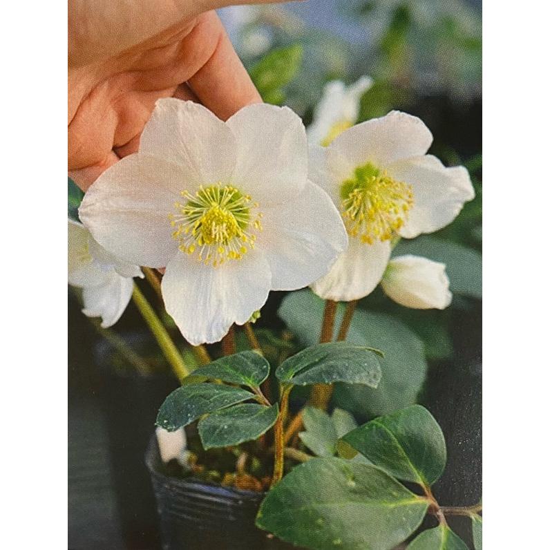 クリスマスローズ ニゲル スノーホエール