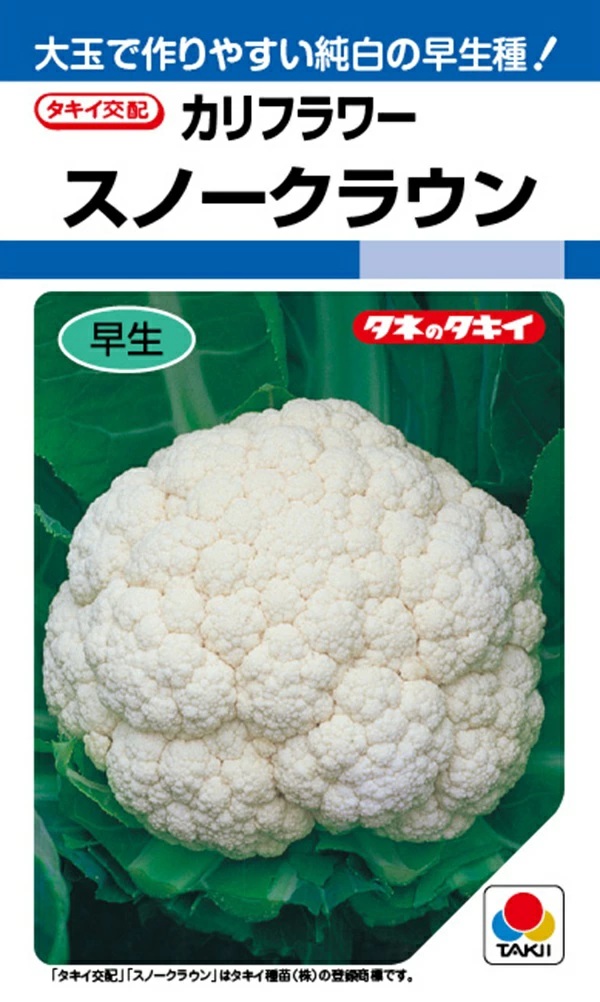 カリフラワー　スノークラウン