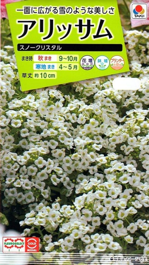 アリッサム スノークリスタル