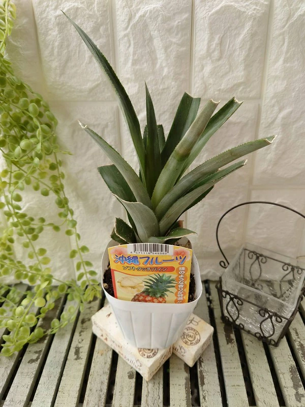 ソフトタッチパイン