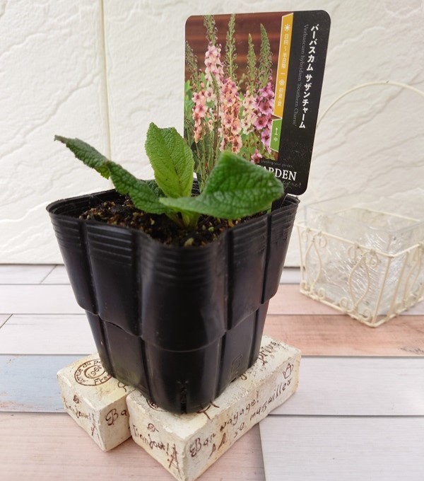 バーバスカム サザンチャーム