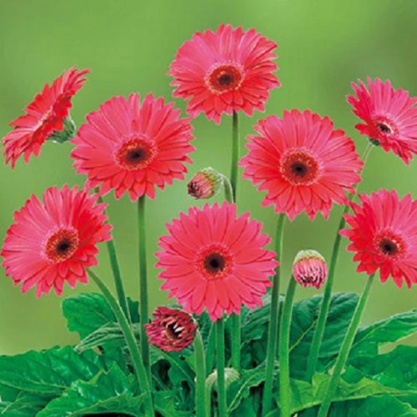 宿根ガーベラ　スイートスパークル